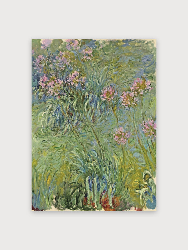 Agapanthus Flower - Digital Download