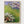 Claude Monet Nympheas Print poster in oak frame