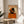 Pop art dog poster displaying a witty dachshund fashion illustration with designer handbag and headscarf, bold retro aesthetic in orange and black tones on cream background.