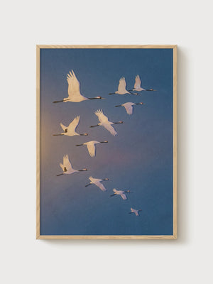 Red-Crowned Crane Flock Print poster in oak frame
