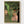 Degas Poster poster in oak frame