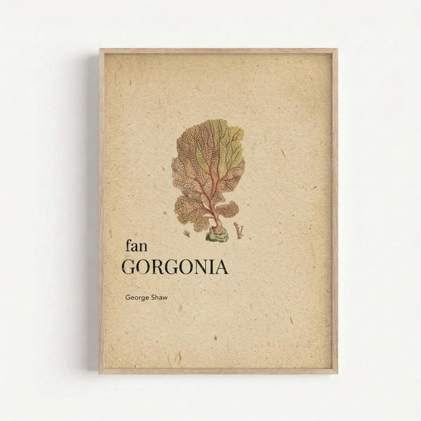 Framed vintage botanical illustration of a fan-shaped coral or sea fan specimen labeled "fan GORGONIA" with "George Shaw" credited below. The detailed scientific drawing shows the branching structure in muted green and brown tones against cream textured paper background, displayed in a natural wood frame on a white wall.