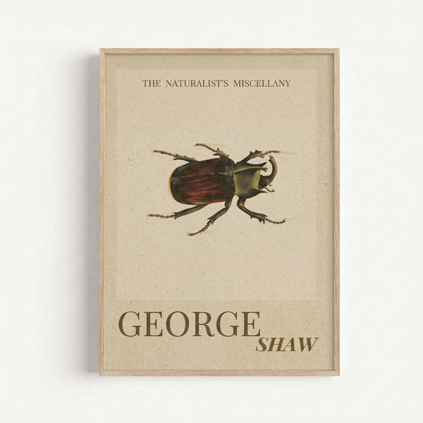 Framed vintage-style scientific illustration poster featuring a detailed beetle with dark reddish-brown and green coloring. The cream-colored print displays "THE NATURALIST'S MISCELLANY" at the top and "GEORGE SHAW" at the bottom in brown text. The beetle is centered on the aged paper background, showing intricate anatomical details including six legs and antennae. The poster is displayed in a thin natural wood frame against a white wall.