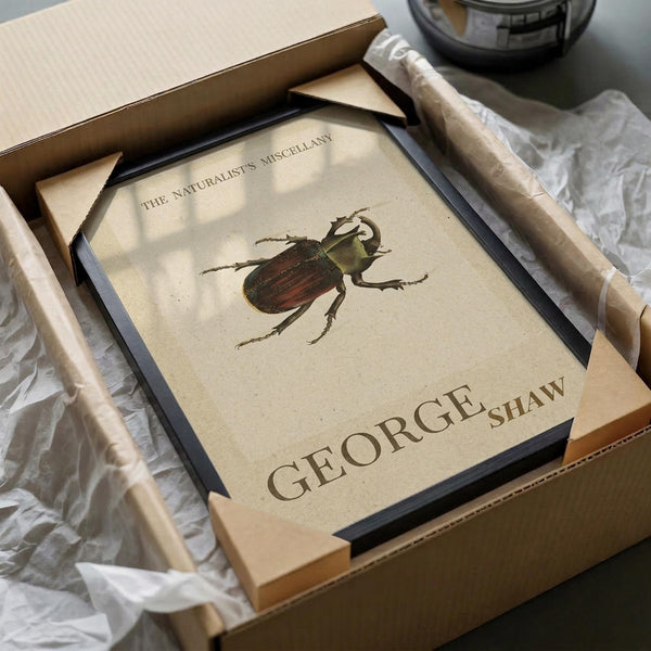 Vintage Beetle