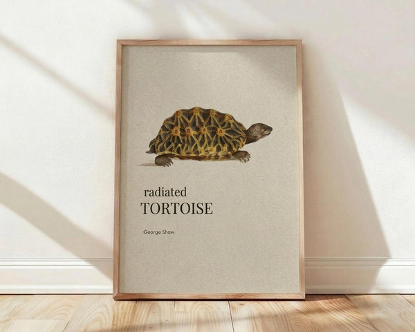 May include: Framed vintage-style scientific illustration of a radiated tortoise with detailed shell patterns in yellows, browns and black, displayed in thin wooden frame against white wall with natural sunlight shadows, positioned on light wood flooring near white baseboard trim.
