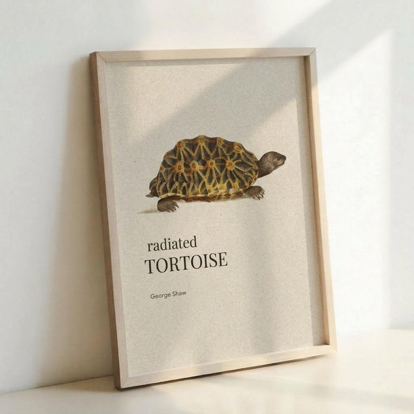 May include: Framed vintage-style botanical illustration of a radiated tortoise with intricate yellow and black geometric shell patterns on cream background. Natural wood frame leans against white wall, showing detailed scientific artwork with elegant typography below the tortoise image.