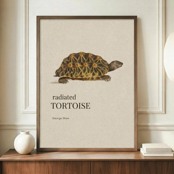 May include: Framed vintage-style botanical print featuring a detailed illustration of a radiated tortoise with intricate golden shell patterns against cream background, displayed on wooden sideboard with small white ceramic vase and stacked books in elegant room with white wainscoting