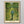 May include: Framed art print showing a man in blue shirt and green pants walking down a path between fruit trees with yellow oranges. The painting uses Van Gogh's signature swirling brushstroke style in vibrant greens and yellows. Text below reads "Vincent van Gogh" with French subtitle. Light wood frame with cream matting displayed on white wall.