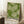 May include: Framed poster with green and white dotted pattern resembling organic cellular or floral forms, displayed in light wooden frame leaning against white wall. Scene shows cozy interior with coffee cup on wooden block, textured cream blanket, and natural window lighting creating soft shadows on wooden floor.