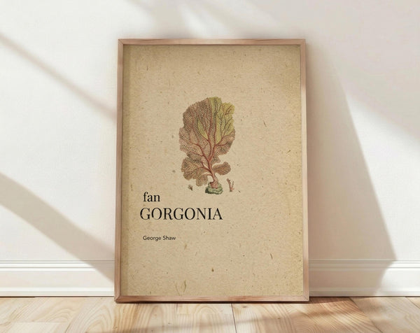 May include: Framed botanical illustration print featuring a detailed sea fan coral specimen in muted green and brown tones on aged beige paper background. The vintage-style scientific artwork shows intricate branching patterns with "fan GORGONIA" and "George Shaw" text below. Natural wood frame sits on light wooden flooring against white wall with soft natural lighting creating diagonal shadows.