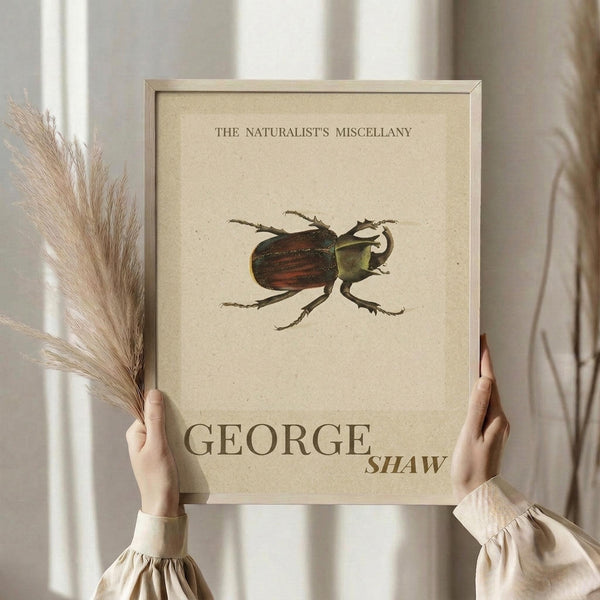 May include: Person in cream ruffled blouse holding framed vintage-style natural history print featuring detailed beetle illustration in browns and greens on aged beige background with "The Naturalist's Miscellany" and "George Shaw" text, dried pampas grass stems visible, soft neutral interior setting with white curtains