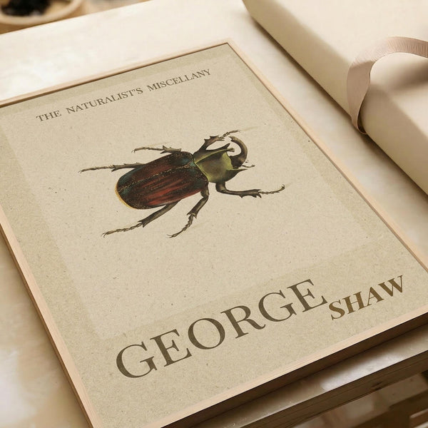 Vintage Beetle