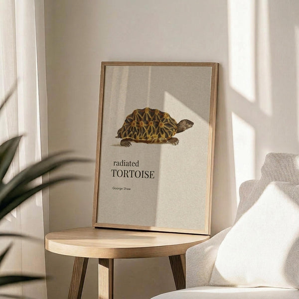 May include: Framed vintage-style botanical print featuring a detailed illustration of a radiated tortoise with distinctive geometric shell patterns in browns and yellows, displayed on a round wooden side table next to a beige upholstered chair. Natural sunlight streams across the neutral-toned room setting with plant leaves visible in the corner.