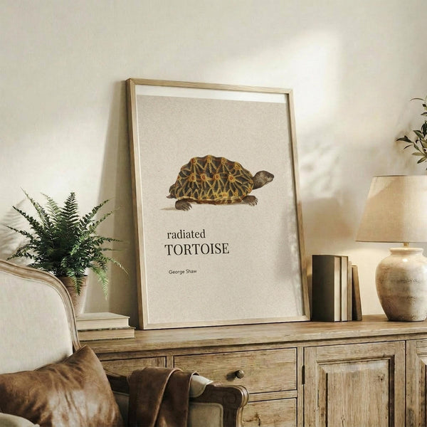 May include: Framed vintage-style illustration of a radiated tortoise with geometric shell patterns in yellow and brown, displayed on rustic wooden sideboard with books, ceramic vase, fern plant, and cream upholstered chair in warm neutral-toned room setting