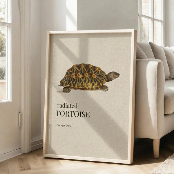 May include: Framed natural history print featuring a detailed illustration of a radiated tortoise with distinctive yellow and black geometric shell patterns on cream background, displayed in light wood frame leaning against white wall next to beige upholstered chair in bright sunlit room with white window frames and hardwood floors.