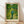 May include: Framed poster print of Van Gogh-style artwork showing a figure in blue shirt and green pants walking down a tree-lined path through an orchard with yellow fruit. The painting features characteristic swirling brushstrokes in vibrant greens and yellows. Light wood frame sits against white textured wall on wooden floor with natural lighting creating diagonal shadows across the scene.