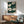 May include: Framed botanical art print featuring white poppy flowers with detailed centers on dark green background, displayed above wooden sideboard with white ceramic lamp in modern living room setting with mid-century green upholstered chair and round coffee table, natural sunlight casting shadows on white wall
