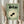 May include: A person in a cream ruffled blouse holds a framed vintage-style Japanese poster featuring a black goldfish in concentric cream and green circles on sage green background with Japanese text. They hold dried wheat stems in their other hand against white curtained windows.
