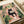 May include: Illustrated poster print displayed on white surface showing a black cat with yellow eyes reading a newspaper in a pink-tiled room surrounded by lush green houseplants including monstera and trailing vines, with a framed botanical print on the wall
