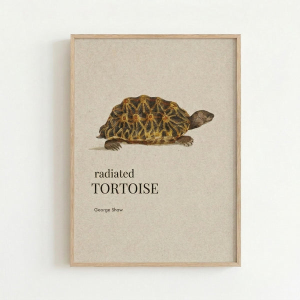 May include: Framed vintage-style scientific illustration of a radiated tortoise with intricate golden and brown shell patterns, displayed on a white wall. The artwork features detailed naturalist drawing style with text identifying the species and attribution to George Shaw, all set within a light wood frame against cream-colored background.
