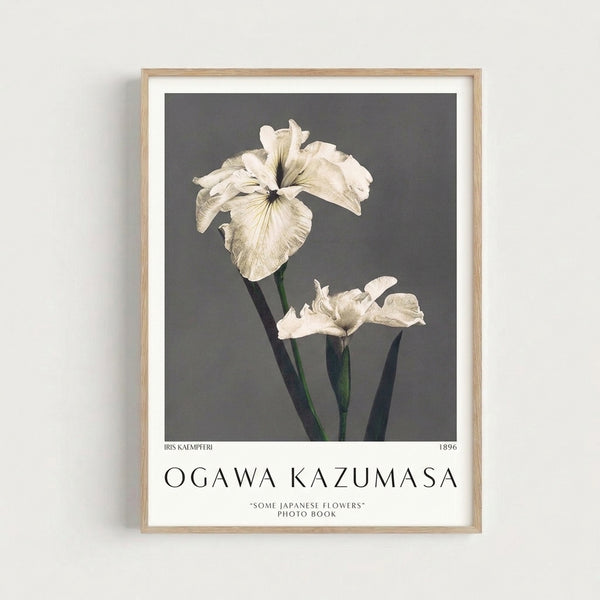 Elegant Japanese-inspired iris botanical study from 1896 featuring soft charcoal lines and pale yellow accents, displayed as a framed print with scholarly wabi-sabi aesthetic.