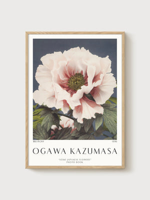 Ogawa Kazumasa Tree Peony Print poster in oak frame