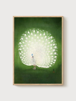 White Peacock Japanese Woodblock Print poster in oak frame