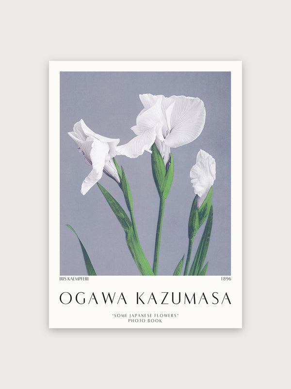 Iris Kaempferi White Flower Study - Digital Download