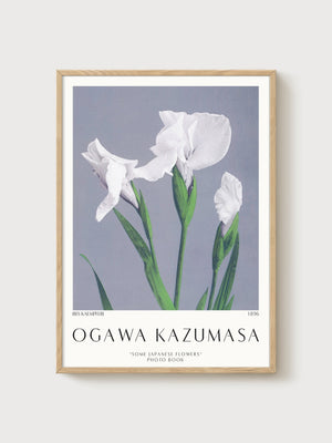Ogawa Kazumasa Iris Kaempferi Print poster in oak frame