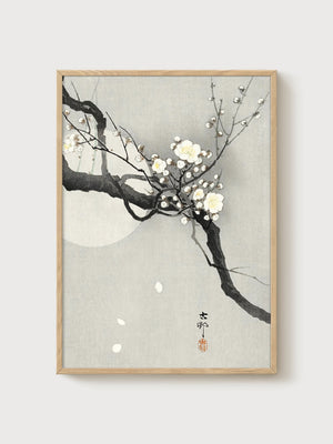 Cherry Blossom Print poster in oak frame