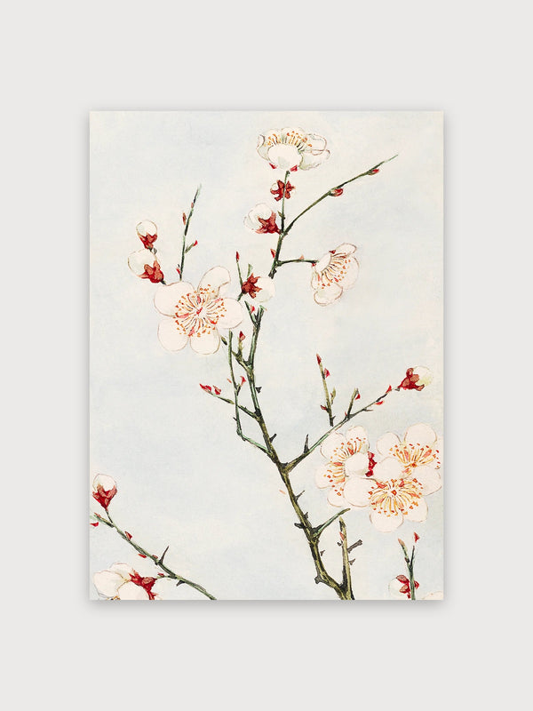 Cherry Blossom Branch Study - Digital Download
