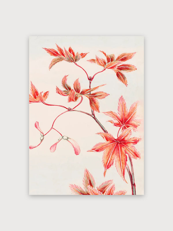 Red Botanical Flower Study Watercolor - Digital Download