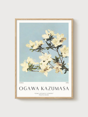 Ogawa Kazumasa Azalea Botanical Print poster in oak frame
