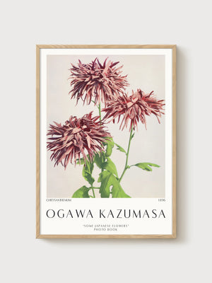 Ogawa Kazumasa Chrysanthemum Print poster in oak frame
