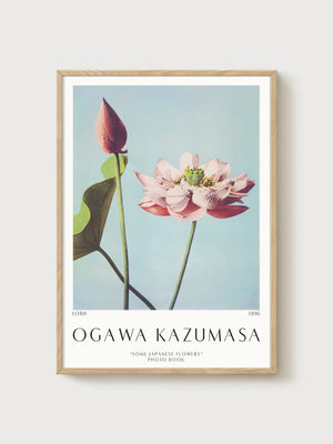 Ogawa Kazumasa Lotus Poster poster in oak frame