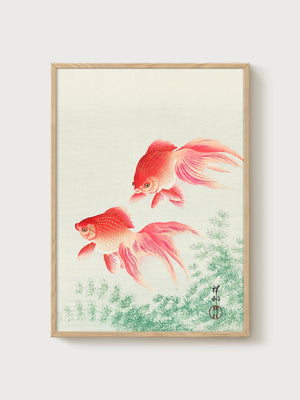 Koi Fish Wall Art poster in oak frame