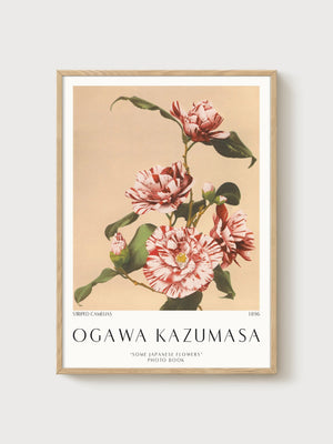 Ogawa Kazumasa Striped Camelias Art Print poster in oak frame