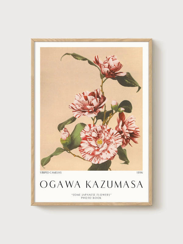 Ogawa Kazumasa Striped Camelias Art Print poster in oak frame