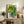 Retro botanical wall art of a potted lemon tree with golden citrus and sage green leaves, rendered in a calm Japandi aesthetic with warm, domestic appeal.