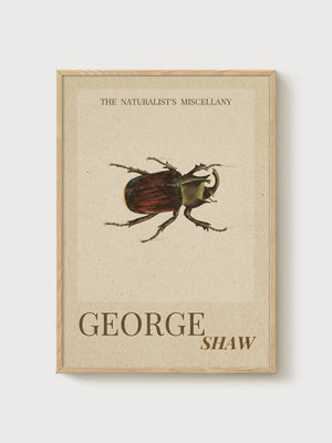 Vintage Beetle Print poster in oak frame