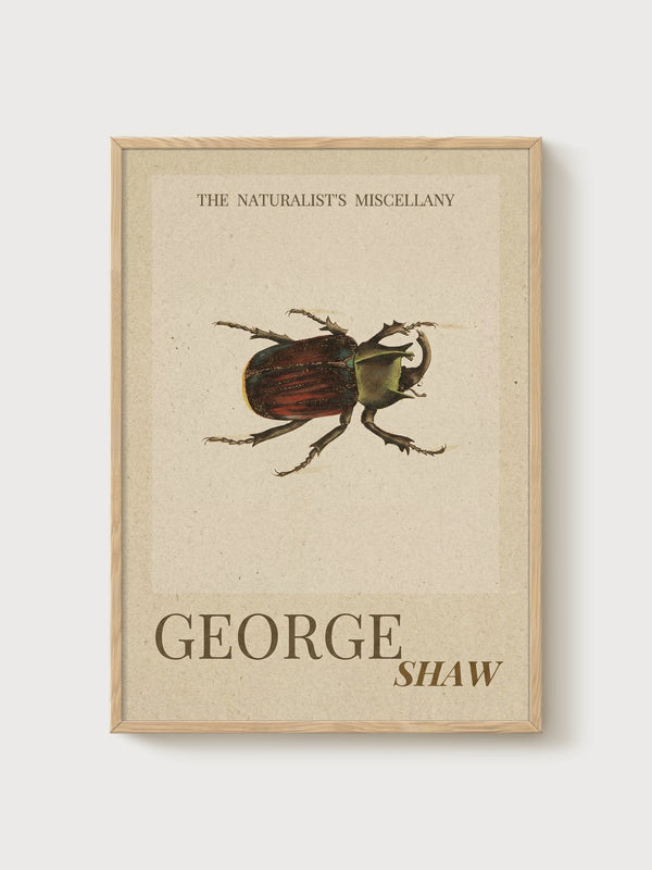 Vintage Beetle Print poster in oak frame