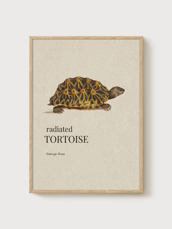 Radiated Tortoise Print poster in oak frame