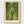 Vincent Van Gogh Print poster in oak frame