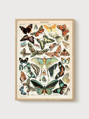 Papillons Vintage Butterfly Wall Art poster in oak frame
