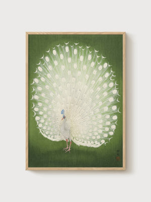 White Peacock Japanese Woodblock Print poster in oak frame