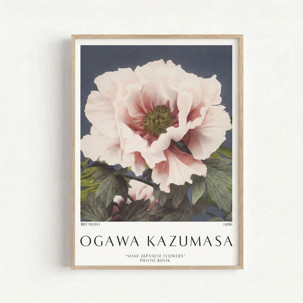 Vintage Japanese-inspired peony flower poster with elegant brushwork, displaying layered blooms in cream, blush, and crimson tones with muted green foliage, serene and refined.