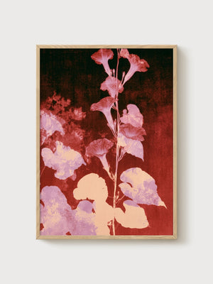 Vintage Botanical Flower Print poster in oak frame