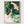 Koi Fish Watercolor Painting poster in oak frame