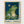 Fancy Frog Poster poster in oak frame
