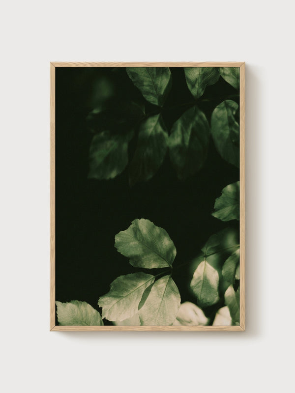 Dark Green Leaves Photography Print poster in oak frame